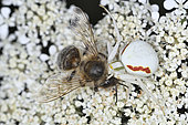 Goldenrod Spider (Misumena vatia) devouring a bee caught on a wild carrot inflorescence, France