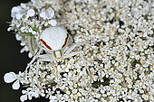 Goldenrod Spider (Misumena vatia) on the lookout on a wild carrot inflorescence, France