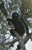 Perrier's Sifaka (Propithecus perrieri) Adult resting in the tropical winter drizzle, Analamera Special Reserve, Antsiranana Province, Madagascar