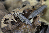 Crane fly (Tipula sp) imago emerging from its pupa, France