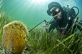 Marine biologist performing a biopsy on a large Pen shell (Pinna nobilis), in the Thau Lagoon (summer 2020).