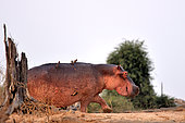 Hippopotamus (Hippopotamus amphibius) returning to the Luangwa River. South Luangwa National Park, Zambia
