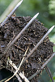 Mature compost in a fork.