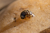 River netite (Theodoxus fluviatilis), Gorges du Gardon Natural Reserve, Gard, France