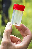 Temporary capture of a Bumblebee (Bombus sp) for identification, France