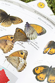 Meadow Brown (Maniola jurtina) on its identification plate, France