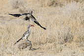 Southern Red-billed Hornbill (Tockus rufirostris) in flight, Etosha National Park, Namibia