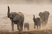 African elephant (Loxodonta africana) group walking in the dust, Etosha National Park, Namibia