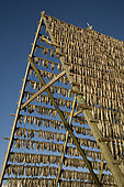 Stockfish, cod hung out to dry on racks, Svolvaer, Lofoten Islands, Norway, Atlantic Ocean