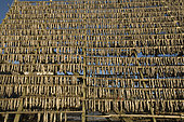 Stockfish, cod hung out to dry on racks, Svolvaer, Lofoten Islands, Norway, Atlantic Ocean