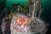 Soleil de mer épineux (Crossaster papposus) devant une forêt de varech, Flatanger, commune côtière du centre de la Norvège, au nord du Trondheimfjord,