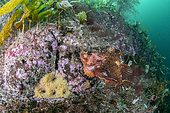 Lompe (Cyclopterus lumpus) mâle gardant sa masse d'œufs jaunes, Flatanger, commune côtière du centre de la Norvège, au nord du Trondheimfjord, Mer de Norvège