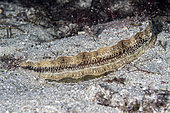 Great scallop, king scallop or St James shell (Pecten maximus), The right valve is strongly convex and tends to be off-white, yellowish, or light brown in colour, often with bands or spots of darker pigment. The left valve is flat and is light pink to reddish brown in colour. Flatanger, coastal commune in central Norway, north of the Trondheimfjord, North Atlantic Ocean.