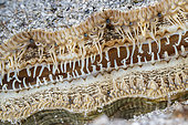 Detail of a great scallop, king scallop or St James shell (Pecten maximus), The right valve is strongly convex and tends to be off-white, yellowish, or light brown in colour, often with bands or spots of darker pigment. The left valve is flat and is light pink to reddish brown in colour. Flatanger, coastal commune in central Norway, north of the Trondheimfjord, North Atlantic Ocean.