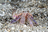 Pagure Gonfaron (Pagurus prideaux) sur le fond, Flatanger, commune côtière du centre de la Norvège, au nord du Trondheimfjord, Mer de Norvège