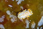 Polycère à quatre lignes (Polycera quadrilineata), Flatanger, commune côtière du centre de la Norvège, au nord du Trondheimfjord, Mer de Norvège
