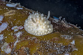 Nudibranche (Adalaria proxima), Flatanger, commune côtière du centre de la Norvège, au nord du Trondheimfjord, Mer de Norvège