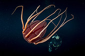 Scuba diver with Helmet jellyfish (Periphylla periphylla) is a luminescent, red-colored jellyfish of the deep sea. Trondheimsfjord, Norway, Atlantic Ocean