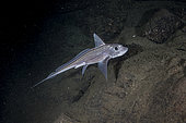 Chimère commune (Chimaera monstrosa) au dessus du fond de nuit, Trondheimfjord, Norvège