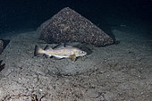 Morue de l'Atlantique (Gadus morhua) sur le fond, Flatanger, commune côtière du centre de la Norvège, au nord du Trondheimfjord, Mer de Norvège