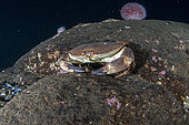 Tourteau dormeur (Cancer pagurus) sur le fond, Flatanger, commune côtière du centre de la Norvège, au nord du Trondheimfjord, Mer de Norvège