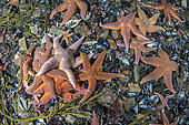 Groupe d'étoiles de mer (Henricia sp) se nourrissant de moules. Trondheimfjord, Norvège