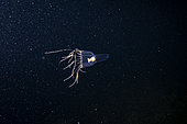 Méduse des profondeurs (Leuckartiara sp), Trondheimfjord, Norvège