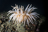 Crevette perroquet (Spirontocaris spinus) couple devant une Anémone de mer (Bolocera tuediae), Trondheimsfjord, Norvège