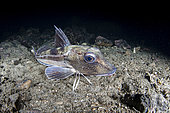 Grondin perlon (Chelidonichthys lucerna) sur le fond, Flatanger, commune côtière du centre de la Norvège, au nord du Trondheimfjord, mer de Norvège