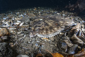 Plie grise (Glyptocephalus cynoglossus) sur des moules, Flatanger, commune côtière du centre de la Norvège, au nord du Trondheimfjord, Mer de Norvège