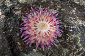Dahlia de mer rouge (Urticina eques) sur rocher, Flatanger, commune côtière du centre de la Norvège, au nord du Trondheimfjord, Mer de Norvège