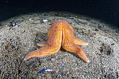 Etoile de mer (Henricia sp) se nourrissant de moules. Trondheimfjord, Norvège