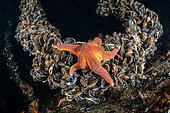 Etoile de mer (Henricia sp) se nourrissant de moules. Trondheimfjord, Norvège