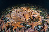 Amoncellement d'étoiles de mer (Henricia sp) se nourrissant de moules. Trondheimfjord, Norvège