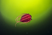 Helmet jellyfish (Periphylla periphylla) is a luminescent, red-colored jellyfish of the deep sea. Trondheimsfjord, Norway, Atlantic Ocean