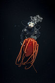 Scuba diver with Helmet jellyfish (Periphylla periphylla) is a luminescent, red-colored jellyfish of the deep sea. Trondheimsfjord, Norway, Atlantic Ocean