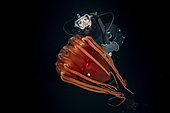 Scuba diver with Helmet jellyfish (Periphylla periphylla) is a luminescent, red-colored jellyfish of the deep sea. Trondheimsfjord, Norway, Atlantic Ocean