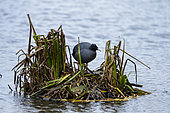 Coot (Fulica atra) standing on a nest platform, England