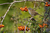 Dunnock (Prunella modularis) perched in a rowan, England