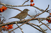Dunnock (Prunella modularis) perched in a rowan, England