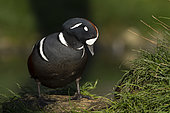 Harlequin duck (Histrionicus histrionicus) standing near grass, England