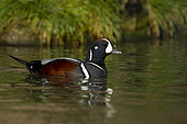 Harlequin duck (Histrionicus histrionicus) swiming, England