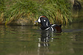 Harlequin duck (Histrionicus histrionicus) swiming, England