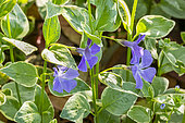 Big Periwinkle (Vinca major) 'Variegata'