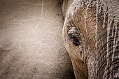 African bush elephant or African savanna elephant (Loxodonta africana). Mpumalanga. South Africa.