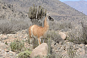 Guanaco (Lama guanicoe), adult, Choros (La Higuera), Coquimbo Region, Chili