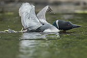 Great northern diver (Gavia immer) in an aggressive posture. La Mauricie National Park. Quebec. Canada