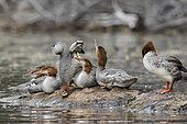 Family of Goosanders (Mergus merganser) on a rock and looking up to the sky. A bird with a protrusion under its beak. La Mauricie National Park. Quebec. Canada