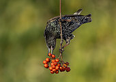Starling (Sturnus vulgaris) eating a rowan berrie, England