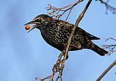 Starling (Sturnus vulgaris) eating a rowan berrie, England